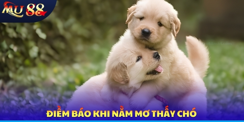 Điềm báo khi nằm mơ thấy chó