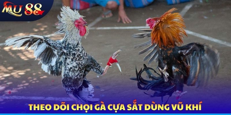 Theo dõi chọi gà cựa sắt dùng vũ khí