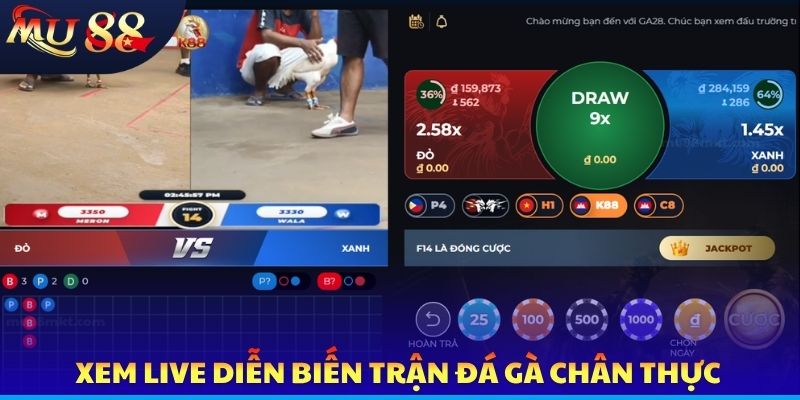 Xem live diễn biến trận đá gà chân thực